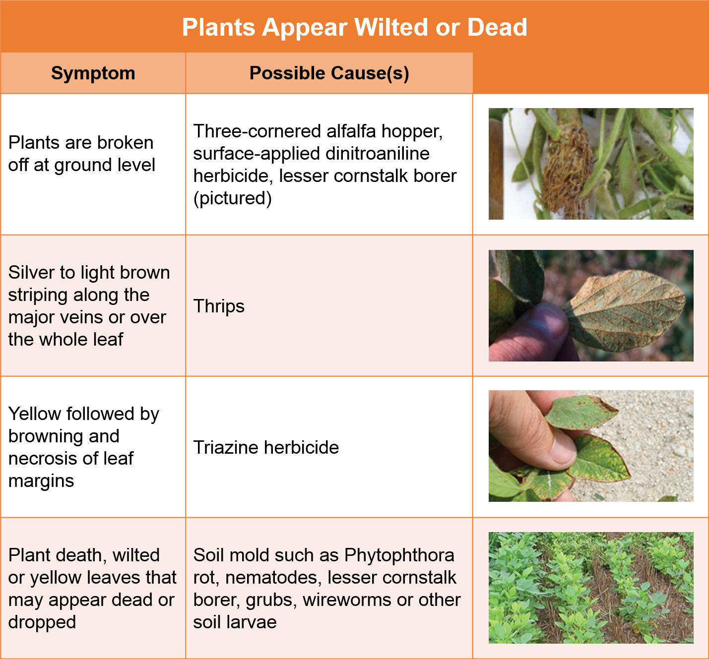 Six Signs There Could Be a Problem With Your Soybeans