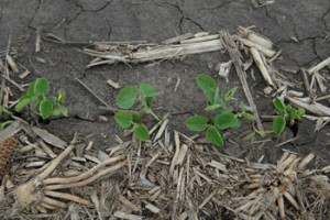 Some residual herbicides can be applied on soybeans at unifoliate stage.