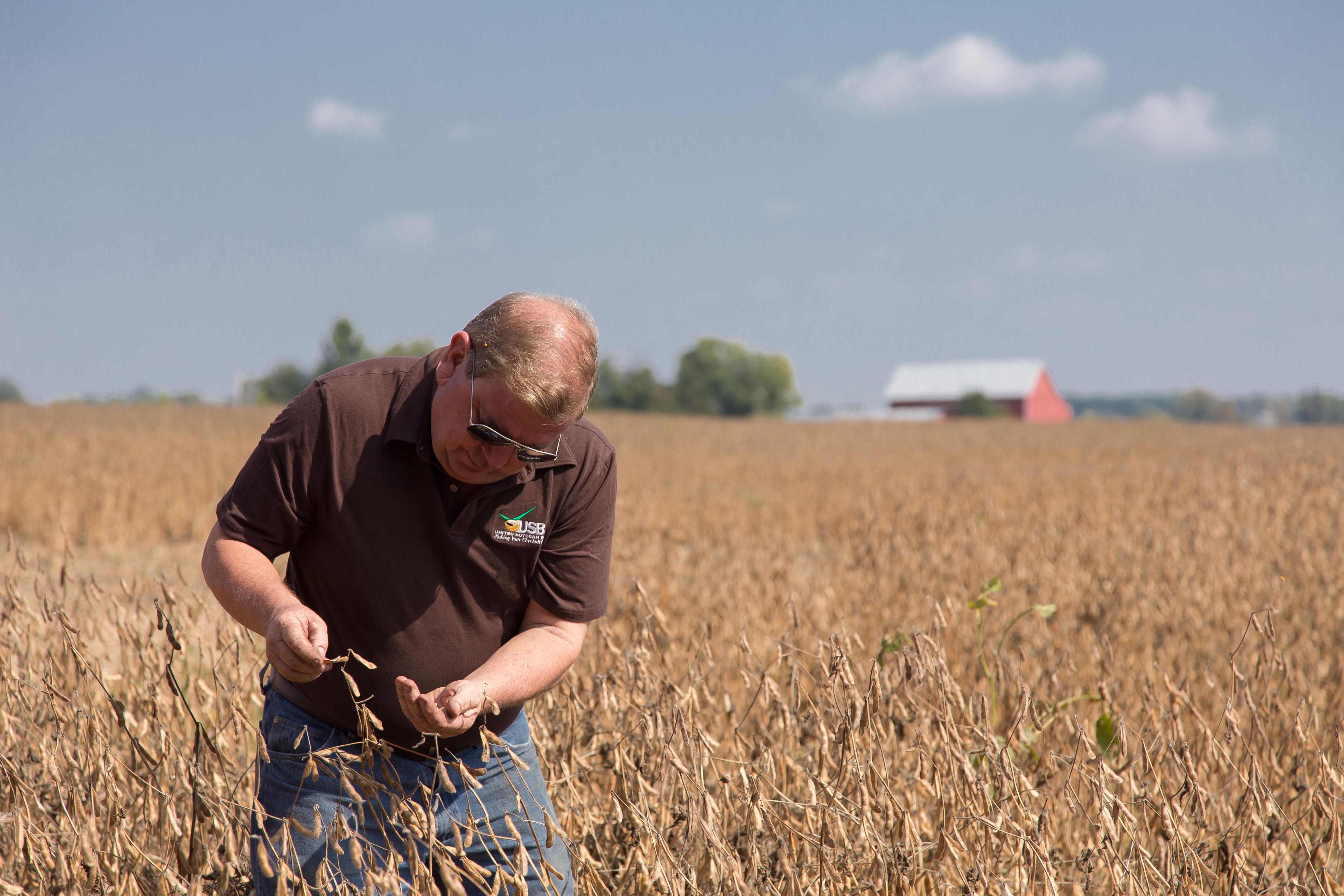 USB Chair John Motter checking pods in his field of high oleic soybeans.