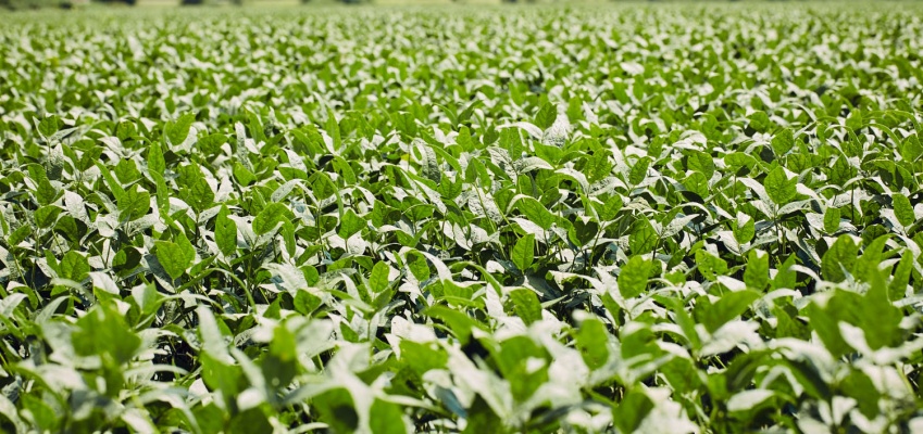 top six soybean planting tips