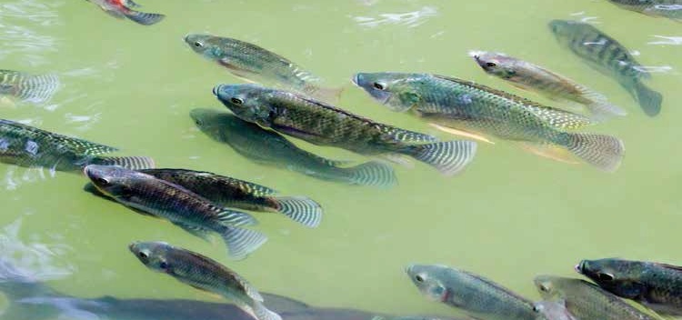 Here Fishy Fishy Fishy