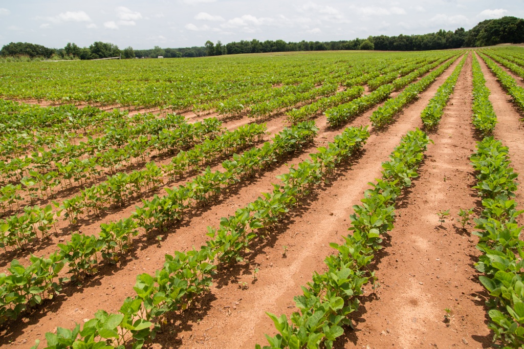 Back to Basics for Soybean Planting