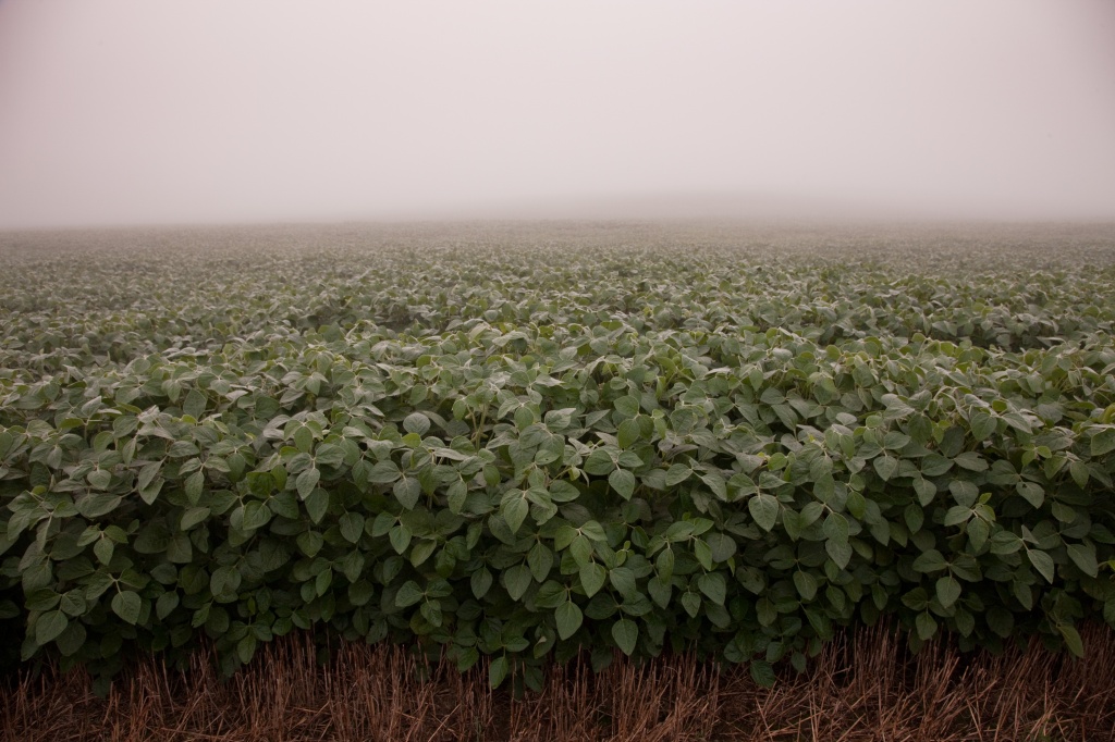 Roundup Ready 2 Xtend Soybeans Still Pending EU Approval