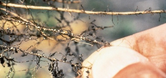 soybean cyst nematode