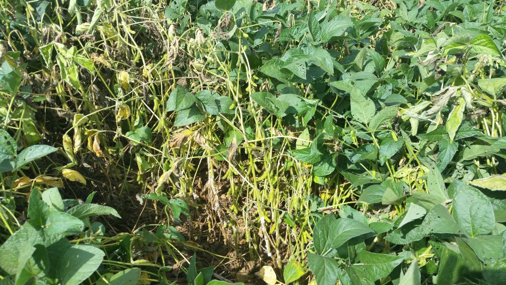 Begin Managing White Mold in Soybeans this Spring