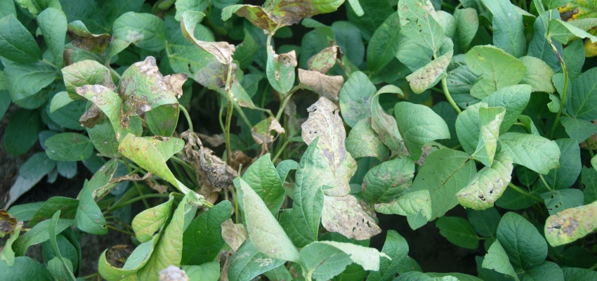 Fight Fungicide Resistance with Seasonal BMPs