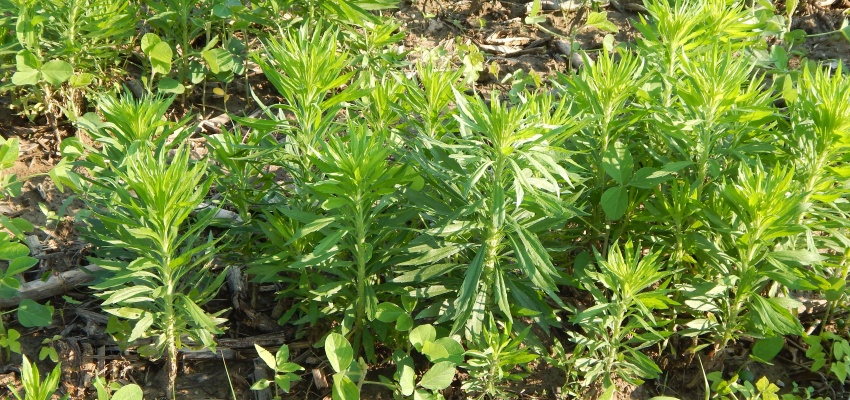five tips to stay ahead of herbicide resistant weeds herbicide resistant weed