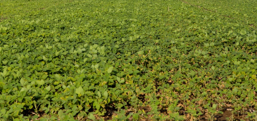 Study Investigates Effect of Manure on Soybean Ground